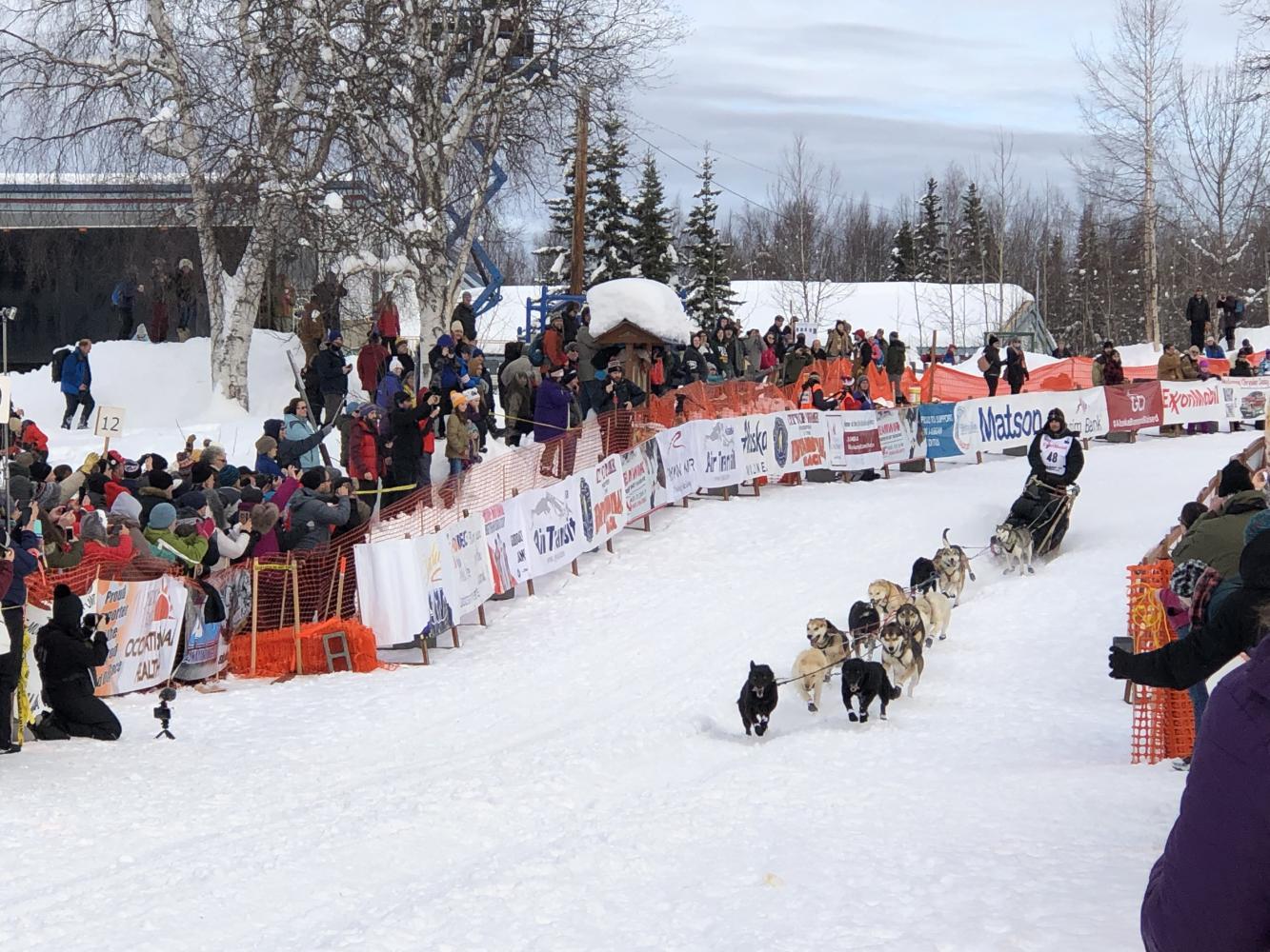 Racer and sled dogs at Iditarod